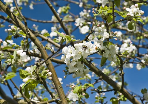 Blossoming apple tree with a bee on the flower