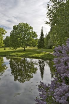 Summer landscape with water and blossoming lilac