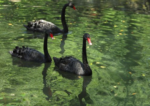 Group of three black swans (Cygnus atratus) in a lake.