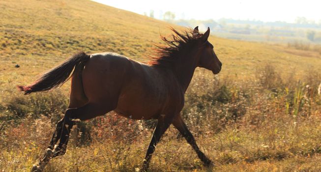 Wild horse running in a field in the evening (contre jour shot).