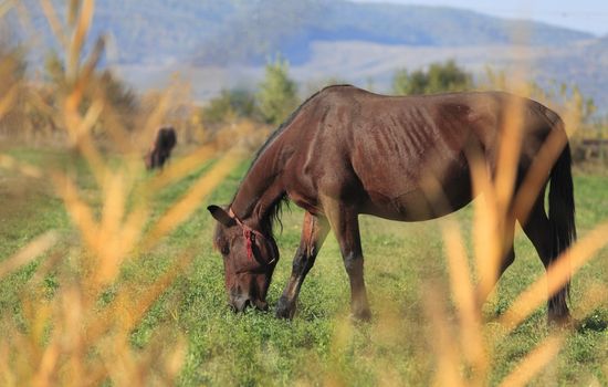 Horse grazing in an autumn field.Selective focus iis on the horse,through the out of focus bush.