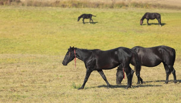 Beautiful Lippizan horses in an autumn field