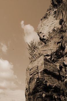 tree in cliffs on the beach in ballybunion ireland in sepia