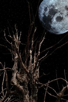 an old ancient tree with a full moon in the background