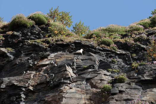 gull nesting in cliffs on the beach in ballybunion ireland