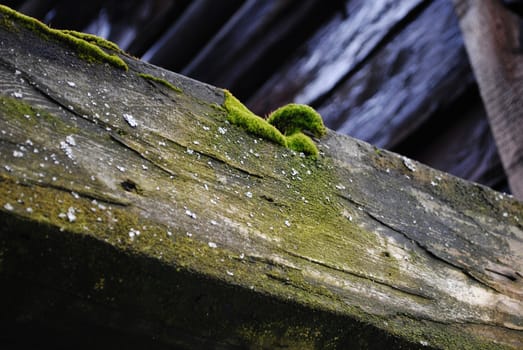 A wooden beam with moss.