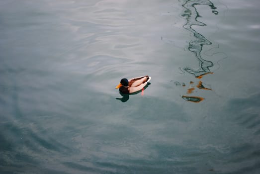 A male mallard (Anas platyrhynchos) swimming in water.