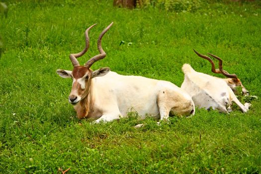 Addax white antelope lying in the grass, picture taken in zoo
