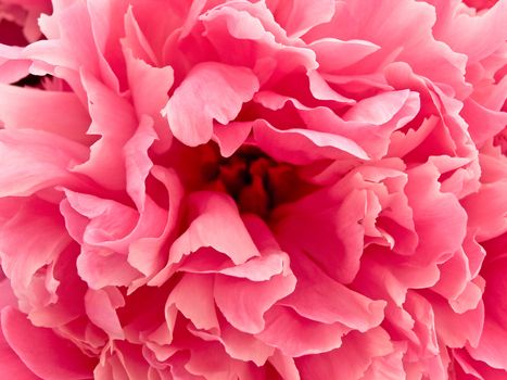 photo of the pink beautiful peony background