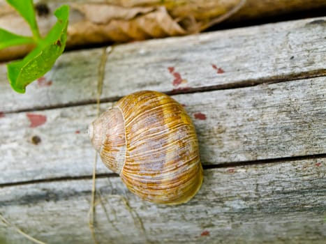 photo of single snail at the wooden background