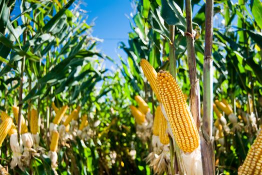 The maize is one known cultivated cereal to a large extent of the world. The maize extensively is used as human food or animal ration, had to its nutricionais qualities.