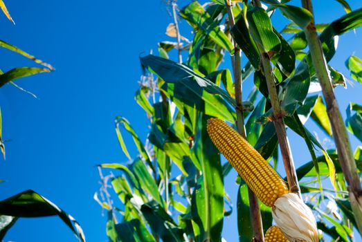 The maize is one known cultivated cereal to a large extent of the world. The maize extensively is used as human food or animal ration, had to its nutricionais qualities.