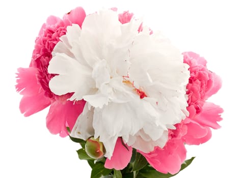 Photo of the pink and white peony against the white background