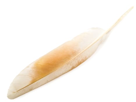 Photo of the beige feather against the white background