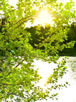 Photo of the lake and sun through green tree