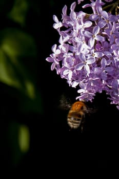 Flight of a bumblebee to a lilac