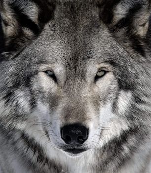 Close-up portrait of a gray wolf
