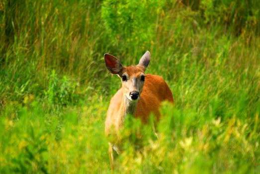 Female White-tailed Deer in a field of tall grass