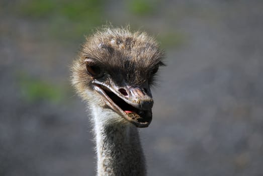 Close up portrait of an Ostrich head