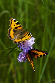 Two butterflies on a flower