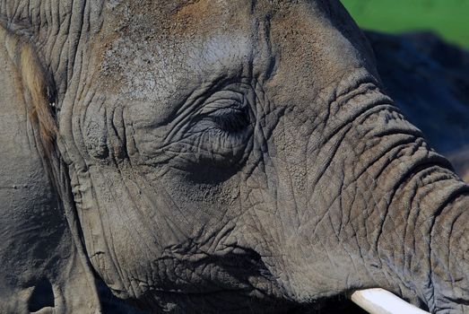 Close-up portrait of a big African elephant