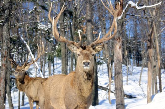 Wild elks in winter