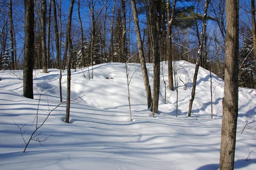 View of a northern forest in Winter