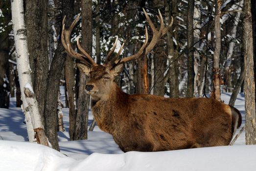 Wild elks in winter