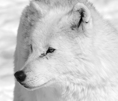 Arctic wolf in Winter