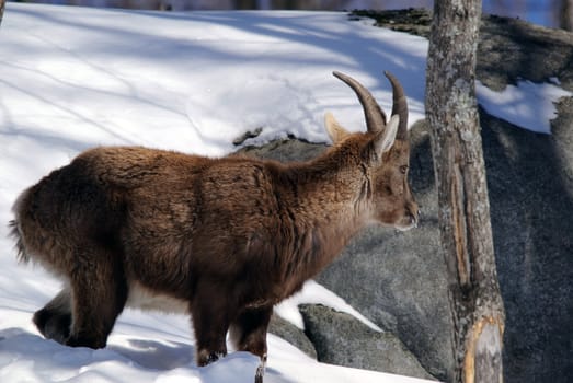 Alpine Ibex in Winter