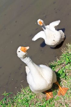 Two funny white geese