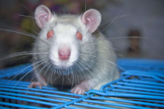 White domestic rat on her  cage