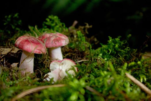 Mushrooms in moss