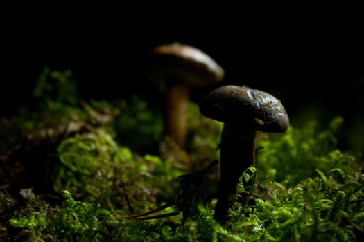 Mushrooms in moss