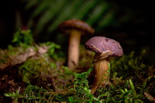 Mushrooms in moss