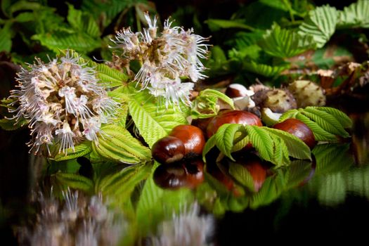 Blossoming and fallen chestnuts on black background