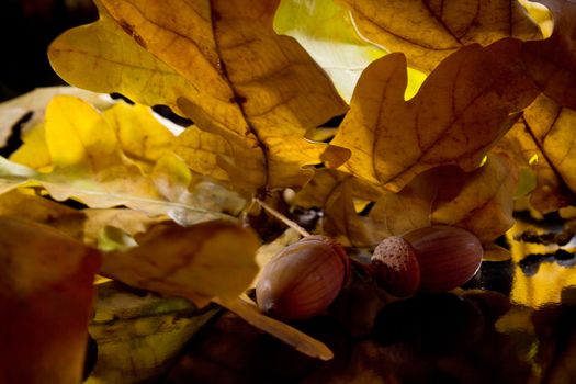 The branch of autumn oak and acorns on black