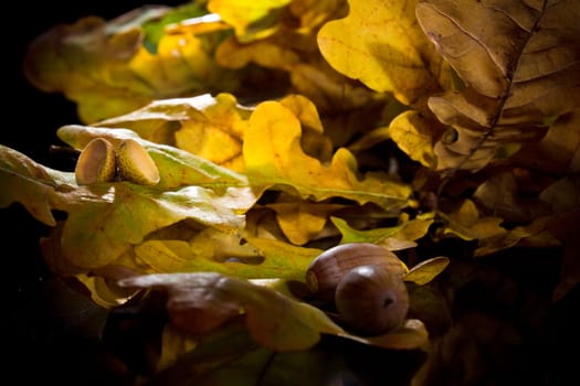The branch of autumn oak and acorns on black