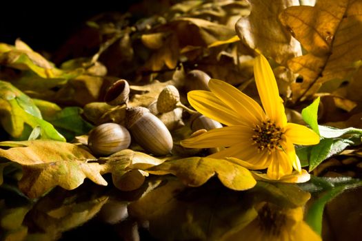 The branch of autumn oak , acorns and yellow flower on black