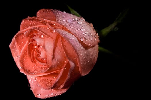Pink rose with water drops on black