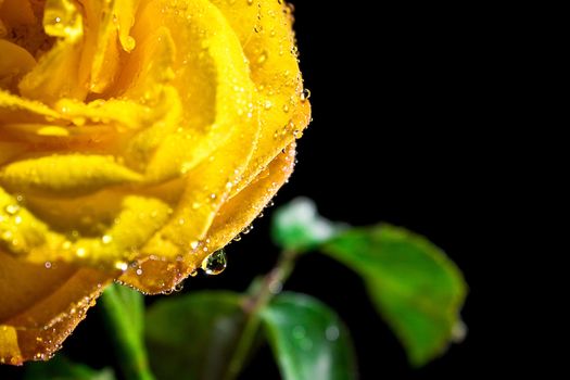 Yellow  rose with water drops on black