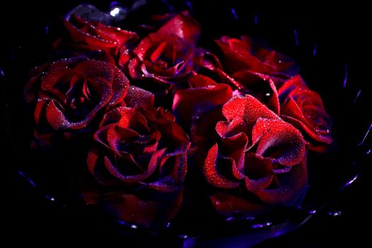 Red rose with water drops in ultraviolet on black 