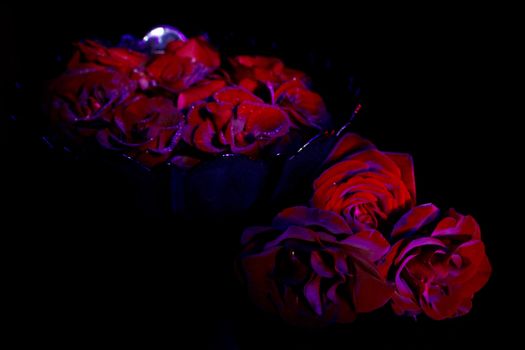 Red rose with water drops in ultraviolet on black