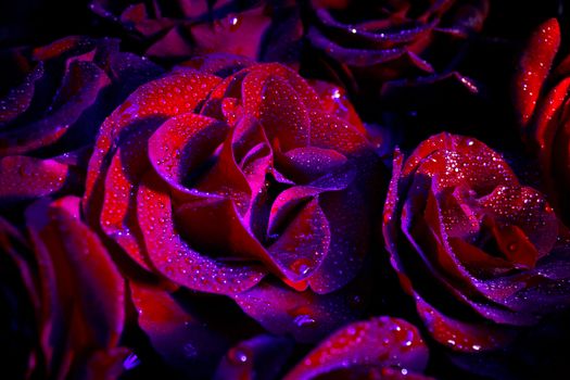 Red roses with water drops in ultraviolet on black