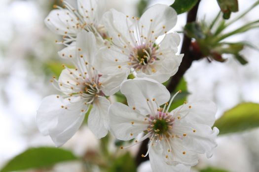 Spring flowering of cherry tree. White flowers close-up.