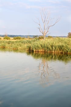 Reflection of a leaf-less tree at the river on an african safari