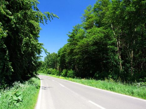 Strasse im Wald
