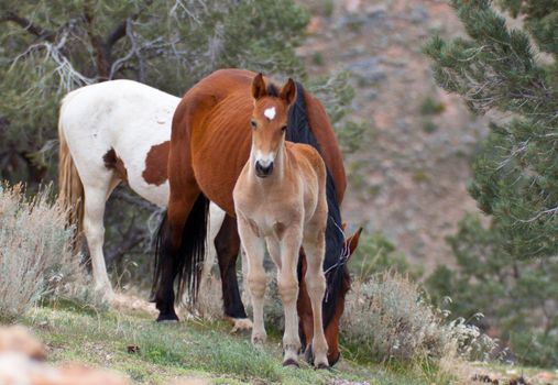 An infant wild horse.  The horse is standing close to his mom.