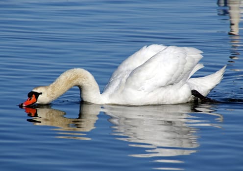 The swan drinks water