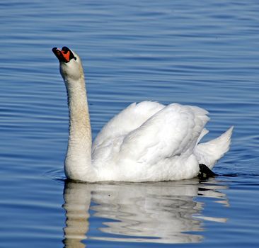 The swan has straightened a neck